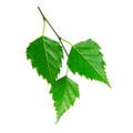 Notes of Birch Leaf