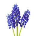 Notes of Hyacinth