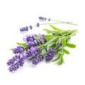 Notes of Lavender